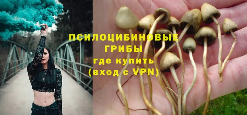 Псилоцибиновые грибы Psilocybe  MEGA ONION  Лангепас  закладка 